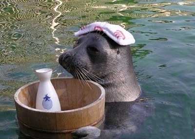 海豹的小资生活动物gif搞笑图片