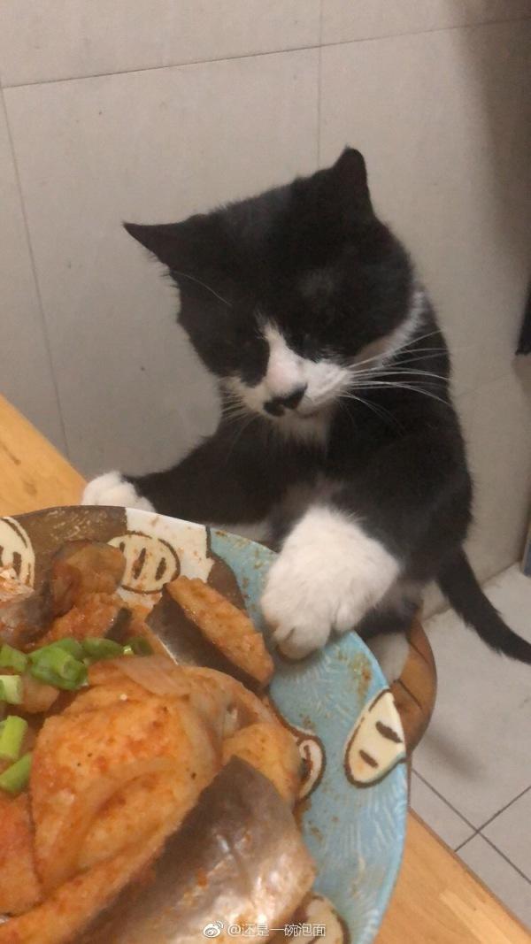 偷鱼要趁早，否则动物gif搞笑图片