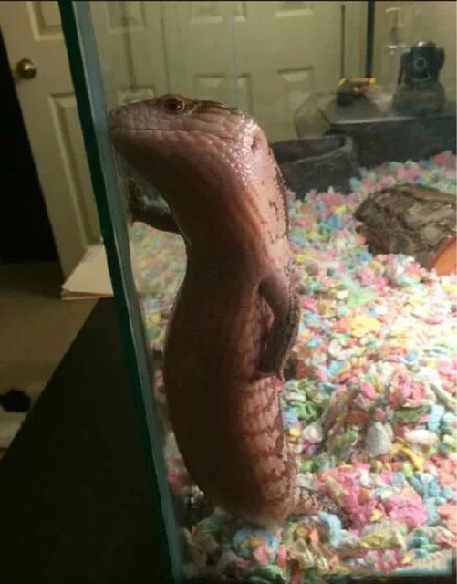 一只相当有逼格的小蜥蜴动物gif搞笑图片