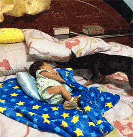 好可爱的汪星人动物gif搞笑图片