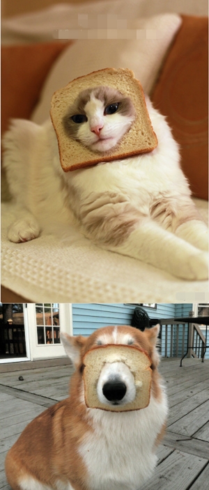 同样是套个面包，肿么差别就这么大捏！汪星人你这二货啊！动物gif搞笑图片