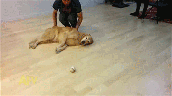 那些懒出新高度的喵汪们，铲屎官们满眼辛酸泪！动物gif搞笑图片