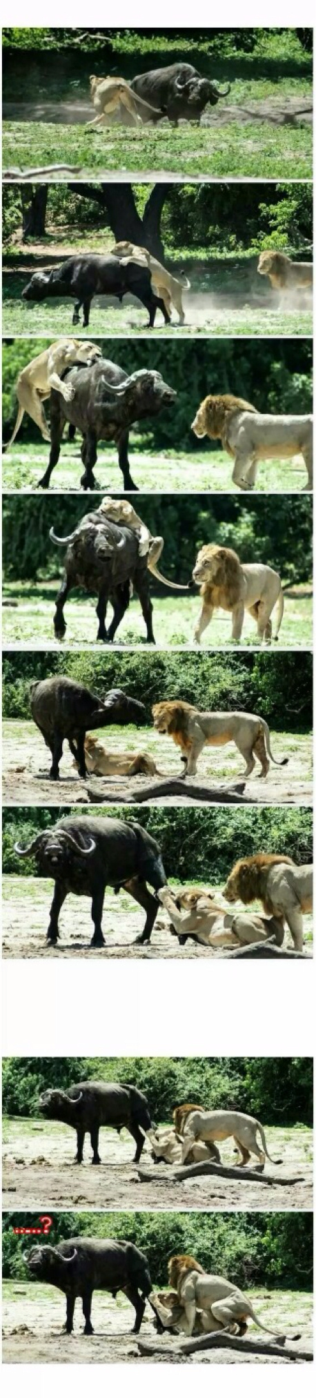 老婆你干啥呢？动物gif搞笑图片