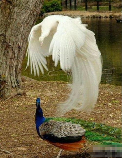 据说是求婚，各位，准备接姻缘吧。谁看了都马上有对象。。。动物gif搞笑图片