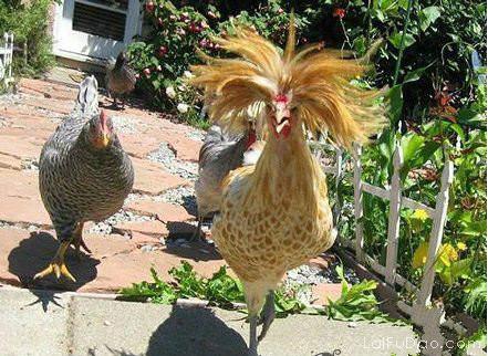 自从做了这个新发型，走起路来也特别自信动物gif搞笑图片