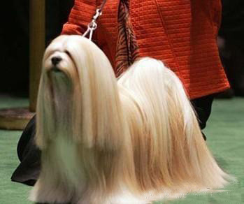 让人凌乱的神兽动物gif搞笑图片