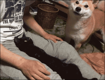 头等舱跟经济舱的差别动物gif搞笑图片