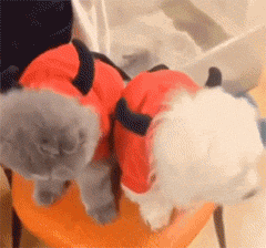 和女朋友吵架想要亲近一下。。。不能更形象动物gif搞笑图片