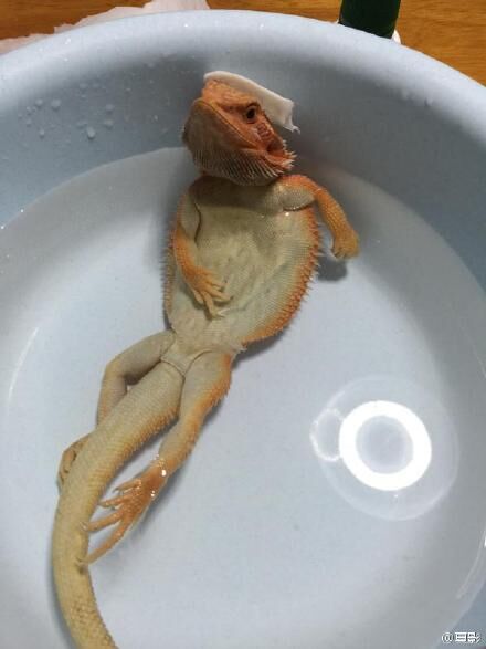 泡个澡真舒服动物gif搞笑图片