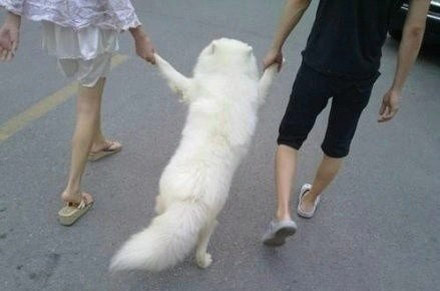 动物其实比人类都幸福动物gif搞笑图片