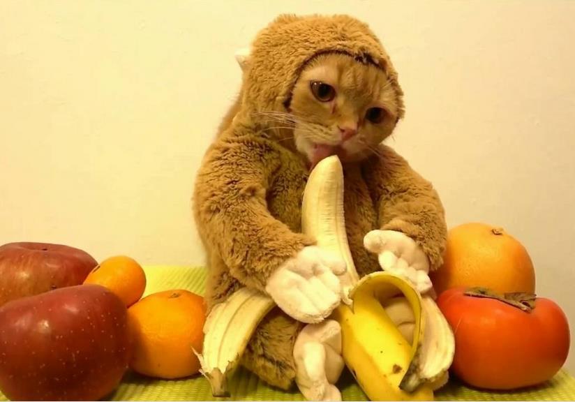 这是猴子还是猫啊？动物gif搞笑图片