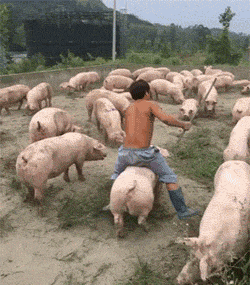 皮皮猪，我们走动物gif搞笑图片