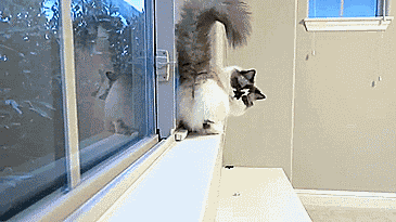 倒车请注意动物gif搞笑图片