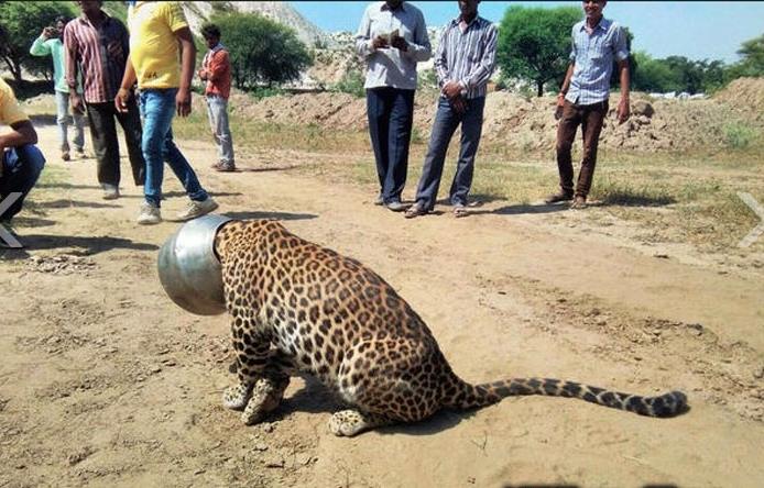 救命啊！动物gif搞笑图片