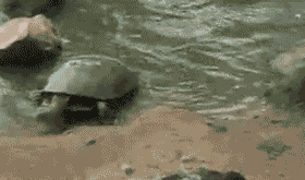 你这是自动送上门啊动物gif搞笑图片