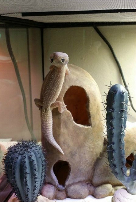 好像听到有人夸我帅动物gif搞笑图片