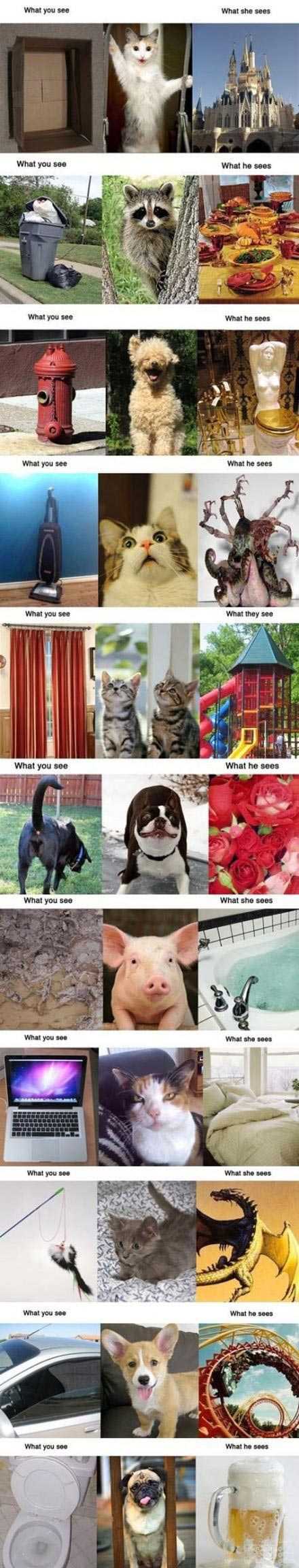 你眼中的。。。它们眼中的。。。动物gif搞笑图片