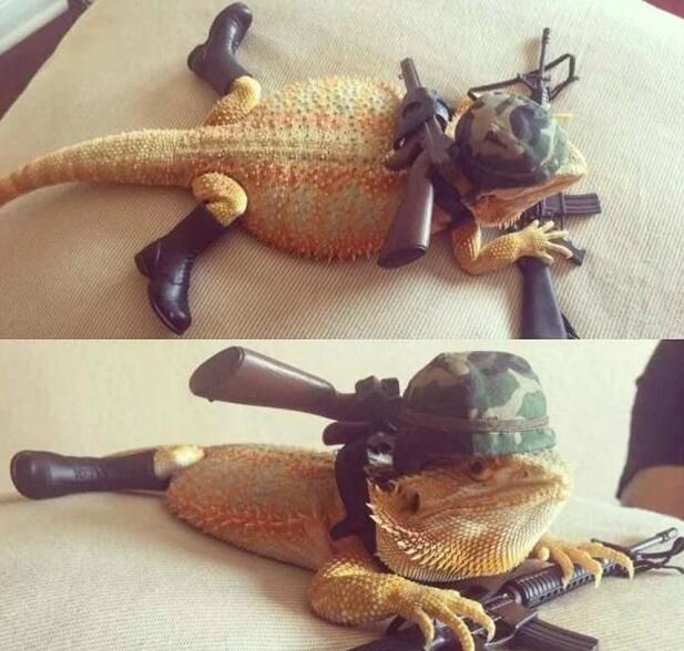 蜥蜴很无奈动物gif搞笑图片