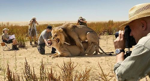 狮子动作片拍摄现场动物gif搞笑图片