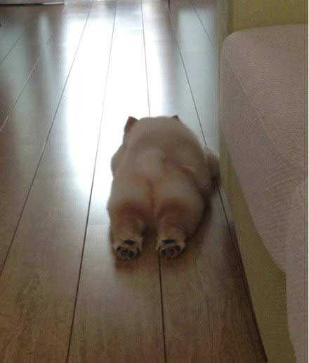 每次骂完它，它就整这出！动物gif搞笑图片