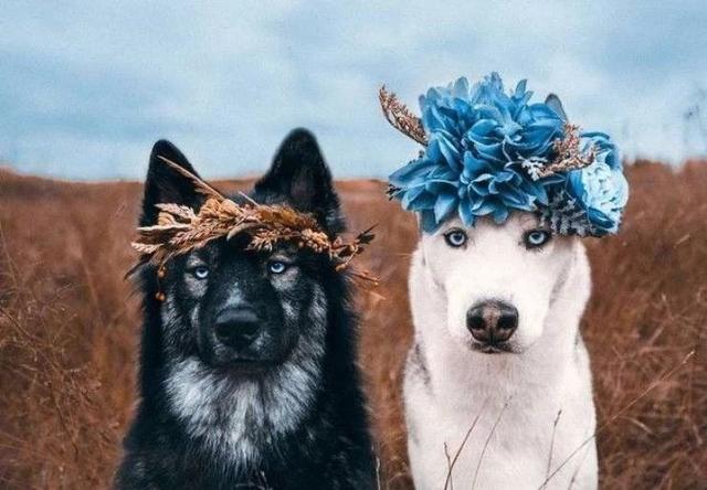 结婚照动物gif搞笑图片