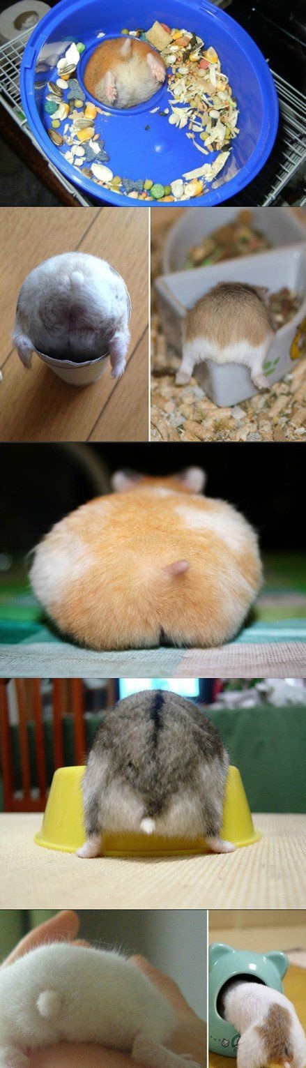 仓鼠屁屁合集，每一个都想戳戳戳动物gif搞笑图片