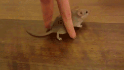 还是别人家的宠物动物gif搞笑图片