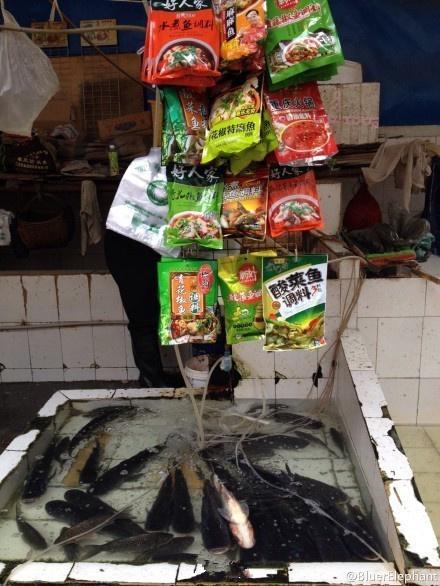 简直就是精神虐待，估计那个翻肚皮的是吓死的动物gif搞笑图片