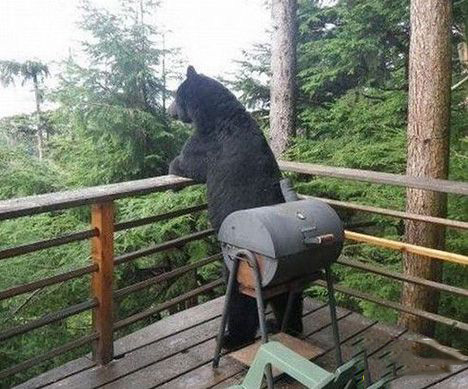 光头强好久都没来砍树了，好寂寞啊动物gif搞笑图片