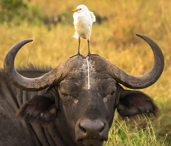 为啥要这样对我？动物gif搞笑图片