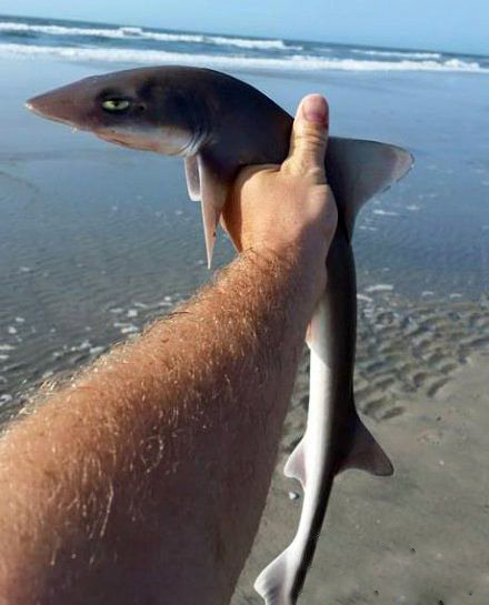 怎么又是你？还能不能让我安安静静的游个泳了？动物gif搞笑图片