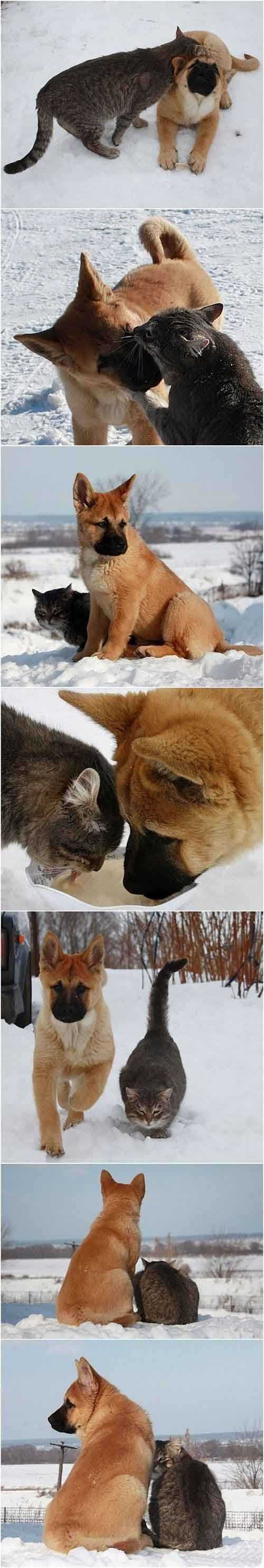 一对猫兄狗弟惺惺相惜的可爱画面动物gif搞笑图片