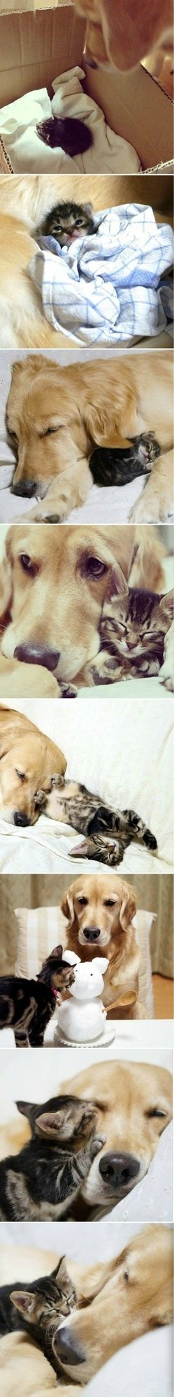 性情温良的大金毛搭配一直嘤嘤卖萌的小奶猫动物gif搞笑图片