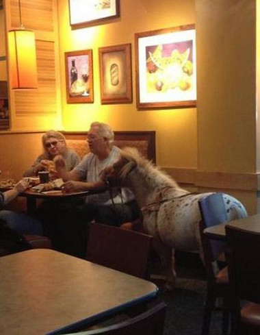 这个宠物真的好拉轰动物gif搞笑图片