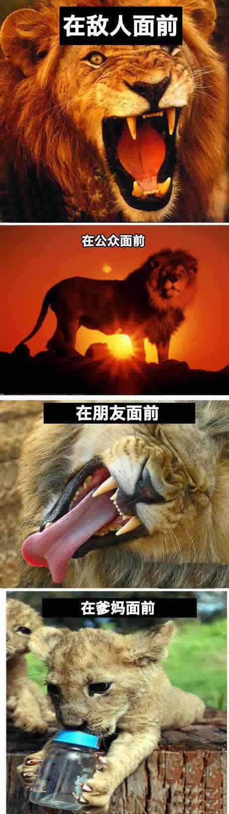 这些都是你动物gif搞笑图片