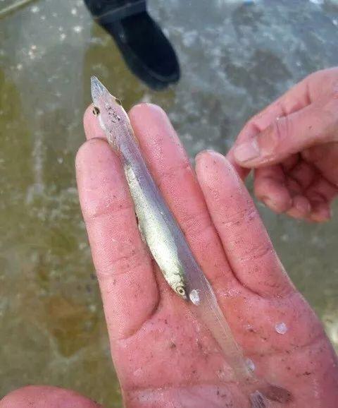 完美解决了见面问吃了没有和吃饱了没有的问题动物gif搞笑图片