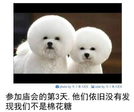 我们不是棉花糖动物gif搞笑图片