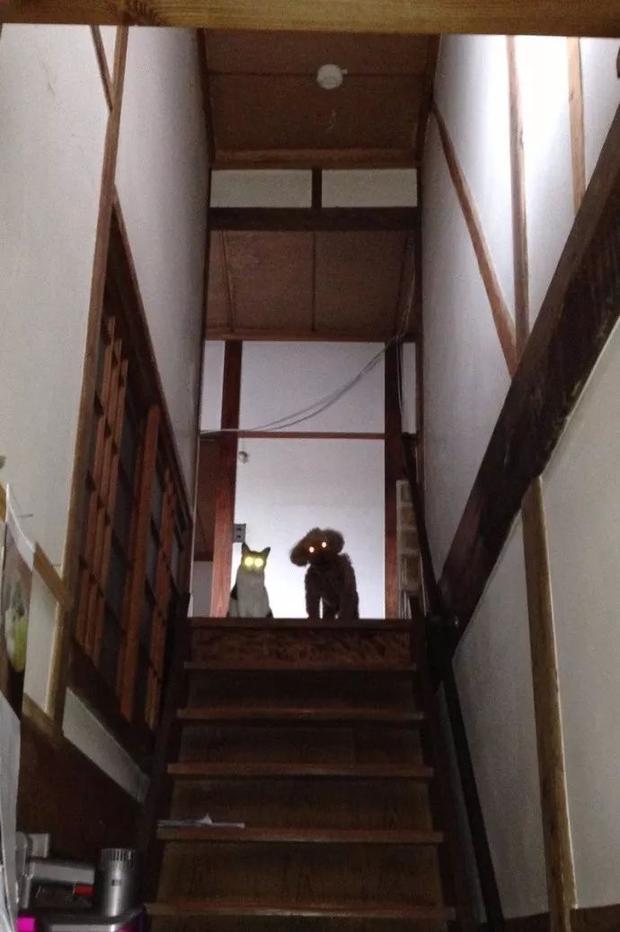 晚归的主人回家看到了这一幕，怕是凶多吉了……动物gif搞笑图片