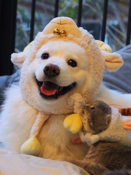 老大，你帅呆了耶动物gif搞笑图片