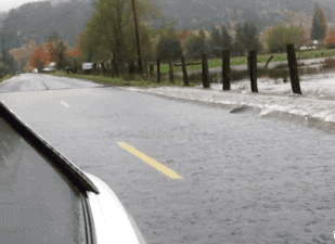 开车时突然发现一条大鱼动物gif搞笑图片