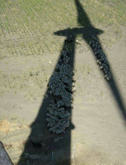 终于找到一个遮阳的好地方啦动物gif搞笑图片