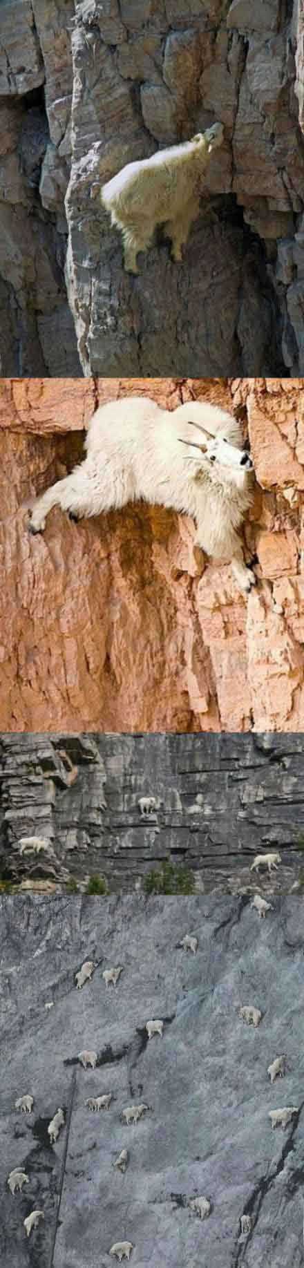 让你知道知道什么叫真正的山羊动物gif搞笑图片