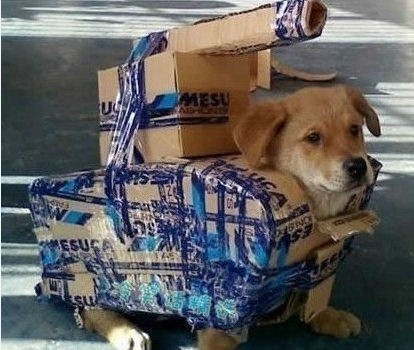 二货主人给我弄的新战甲动物gif搞笑图片