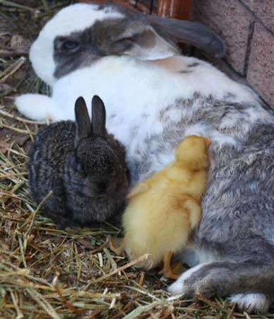 小鸡，小鸡，你来凑什么热闹啊！动物gif搞笑图片