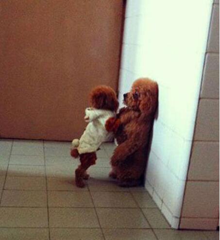 乖乖把钱交出来动物gif搞笑图片