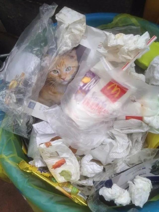 一位网友丢垃圾时，发现垃圾桶里有一只被抛弃的小猫咪，当网友把小猫咪救起来时彻底懵了！动物gif搞笑图片