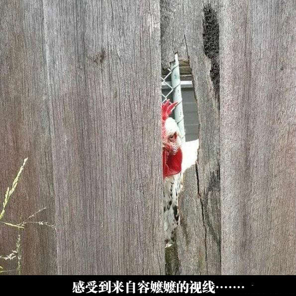 感受到来自容嬷嬷的视线动物gif搞笑图片