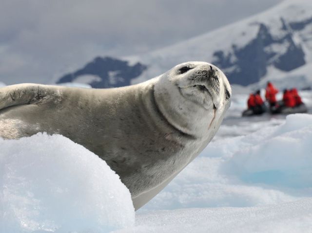 每个动物都有傻逼的一面（组图）动物gif搞笑图片