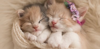 女儿越来越胖了，今天吃饭时，我故意用小碗给她盛得饭。喝了3碗动物gif搞笑图片