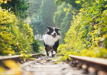 喜欢的人一定要去告白呀。不被拒绝一下你还真当自己是仙女了。动物gif搞笑图片